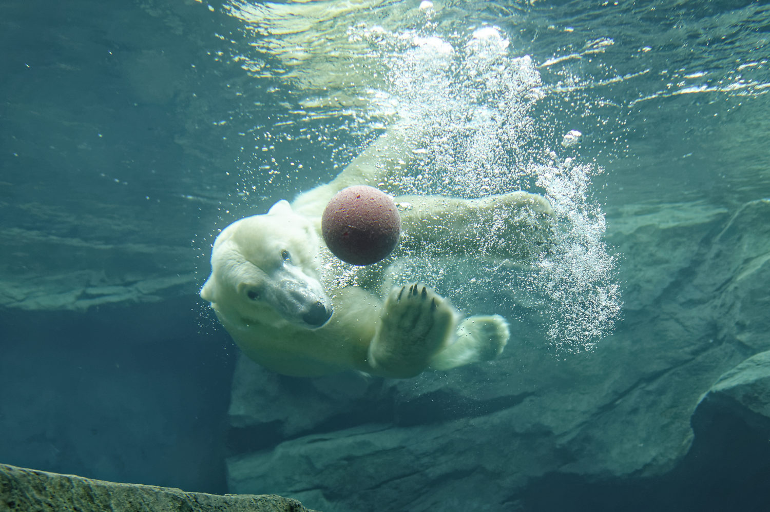 Olcott polar bear swim