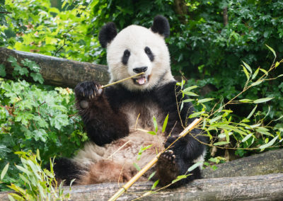 Der große Panda, einer der Attraktionen im Wiener Zoo